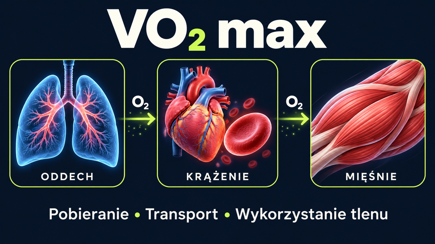 Uproszczony schemat VO2 max: pobieranie tlenu przez płuca, transport przez krążenie i wykorzystanie przez mięśnie.